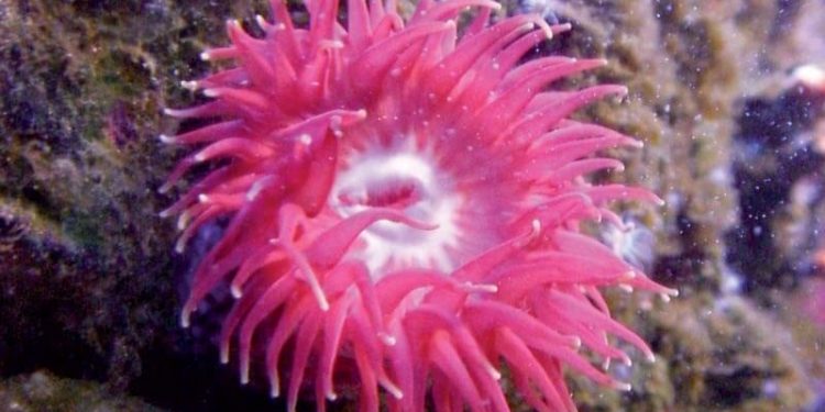 Puntura Anemone Di Mare Come Fare Se Un Anemone Di Mare Ci Punge